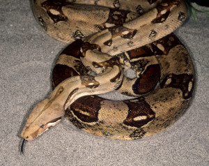 The Boa Constrictor Snake Large...