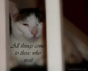 sweet cat quotes