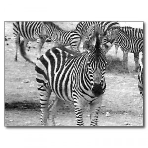 Zebra at the zoo post card by