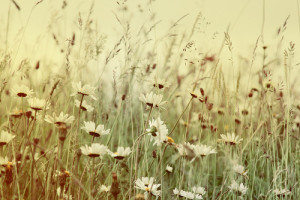 vintage flowers #vintage #flowers