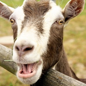 goat funny goat funny goat funny goat funny goat funny goat funny goat ...