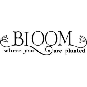 Wall Sayings Vinyl Lettering Bloom Where You Are Planted wall saying ...