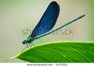 dragonfly studies of dragonfly wings fill up the dragonflys wings what ...