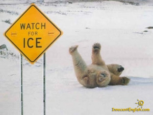 Funny Polar bear pictures: watch for ice