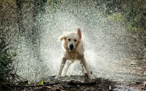 Dog Rain
