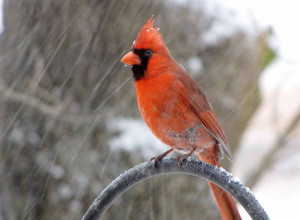Cardinal bird in snowstorm.
