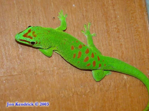 Madagascar Day Gecko Frankfurt am Main Zoo Green Color Head