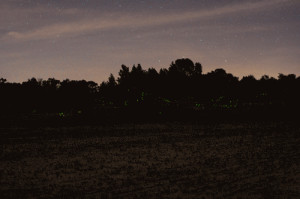 fireflies # light # night # dark # leaves # fireflies # butterflies ...