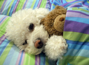 ... Puppies Cuddling With Their Favorite Stuffed Animals During Bedtime