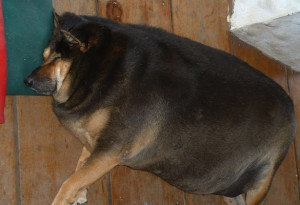 fat dog 1 http www deathandtaxesmag com wp content uploads 2011 02 fat ...