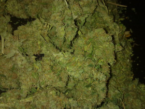 ive had loads of strains in stock just recent blueberry lemon skunk uk ...