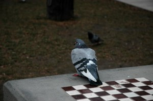 Negotiating with Obama is like playing chess with a pigeon. The pigeon ...