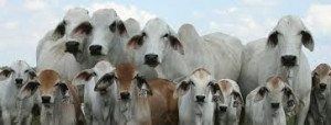 brahman cattle head poster - Google Search