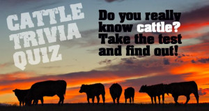 Cattle Trivia Quiz | American Cattlemen I have a little to learn ;)