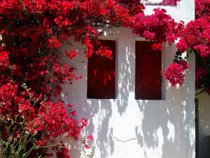... tells the story of his wife Cynthia’s love of bougainvillea