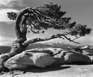 Ansel Adams/Photo by J. Malcom Greany