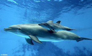 Baby Bottlenose Dolphin Calf with Mother & New Acad Twitter Account