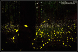 Judd Patterson 2008. Click to enlarge image.