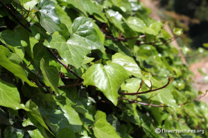 Ivy Plants