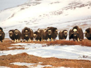 Wildlife Conservation Society launches new study of musk ox