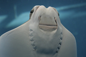 Bat Ray (Myliobatis californica)