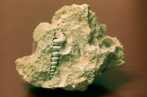 Cast Fossil in Rock