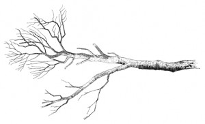 bare tree branch clip art