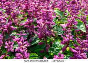 Purple Flowers Stock Photos