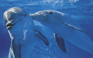 Common dolphins are among the fastest swimming marine mammals , with ...