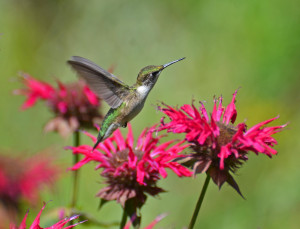 True Love Funny Hummingbird...