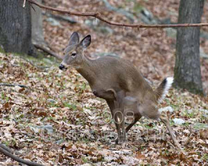 Deer, white-tailed doe urinate on scrape