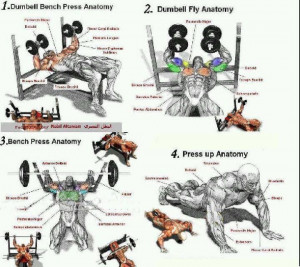 Chest Exercises