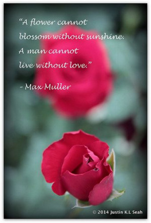 Love Blossoms....Max Muller