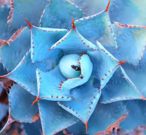 Nature Symmetry 8 Top 20 Beautiful Examples of Symmetry In Nature