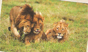 usually grooms their cubs in return but males usually return greetings