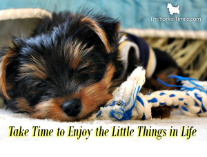 Happy Friday Yorkie Lovers!