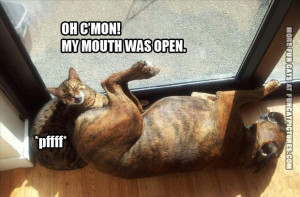 funny-cat-pics-dog-farting-at-cat