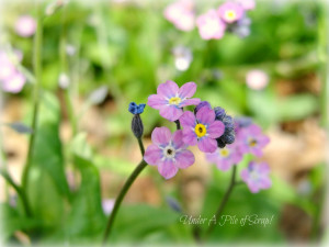 These are my Forget-Me-Nots, but they're not the typical blue ones ...