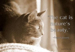 forums: [url=http://www.imagesbuddy.com/the-cat-is-natures-beauty-cat ...