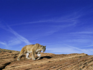 Desert Landscape Lion The