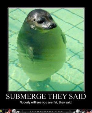 Overweight Seal Hides The Summer Shame
