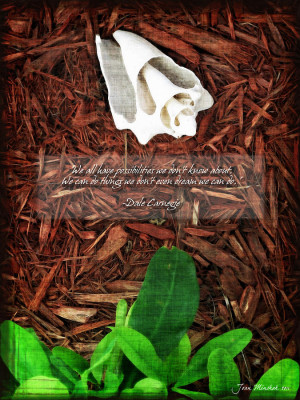 view original image )