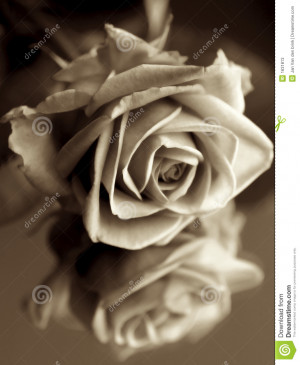 Rose lying on an mirror, sepia color.