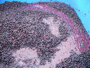 ... Inspired by California Wine Country: Crushed grapes Sonoma County CA