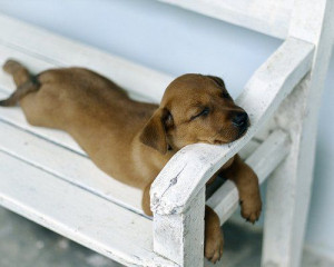 ... Dogs Day, Sleepy Puppies, Sweets Dreams, Lazy Sunday, Naps Time