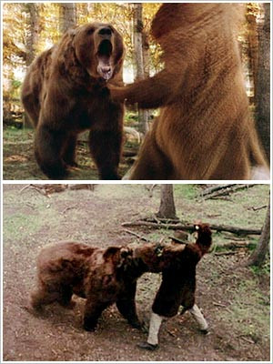 Brad Pitt, Legends of the Fall | BRAD PITT VS. BEAR Legends of the ...