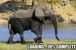 Funny Elephant Picture