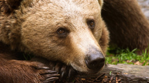 Bear Face HD Images, Pictures, Photos, HD Wallpapers