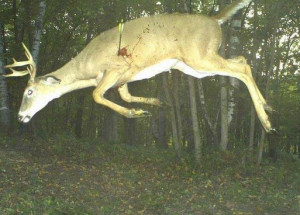 deer jumps on camera