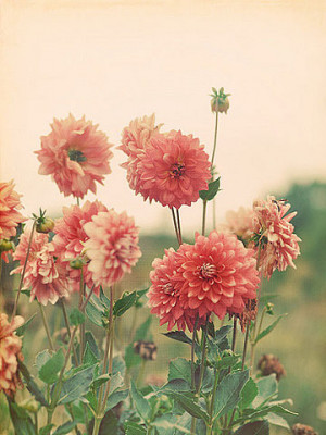flowers-tumblr - flowers Photo